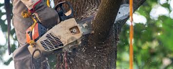  Bon Aqua Junction, TN Tree Removal Pros