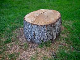 Best Tree Health Inspection  in Bon Aqua Junction, TN
