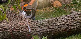 Best Tree Mulching  in Bon Aqua Junction, TN