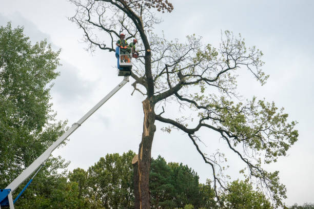 Best Utility Line Clearance  in Bon Aqua Junction, TN