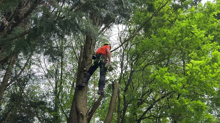 Best Arborist Consultation Services  in Bon Aqua Junction, TN