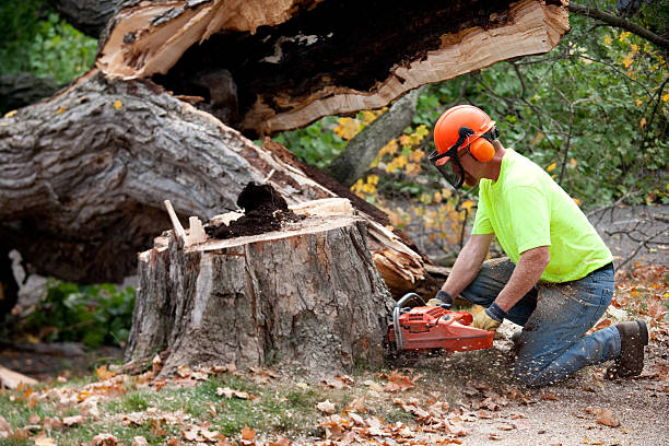 Best Firewood Processing and Delivery  in Bon Aqua Junction, TN