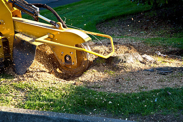 Best Sod Installation  in Bon Aqua Junction, TN