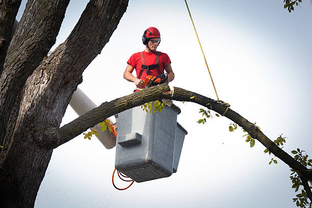 Best Leaf Removal  in Bon Aqua Junction, TN