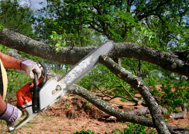 How Our Tree Care Process Works  in  Bon Aqua Junction, TN